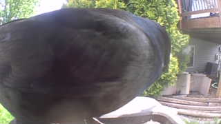 american crow
