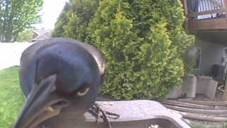 common grackle