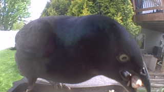 common grackle