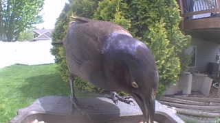 common grackle