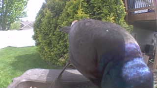 common grackle