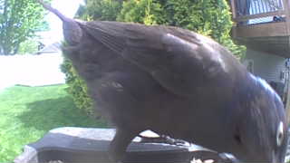 common grackle