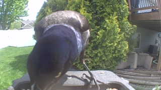 common grackle