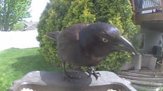 common grackle