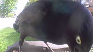 common grackle
