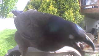 common raven