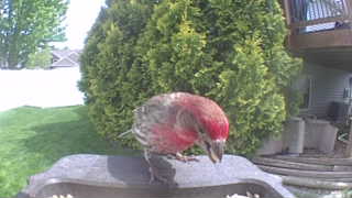 house finch