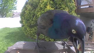 common grackle