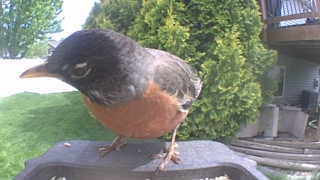 american robin