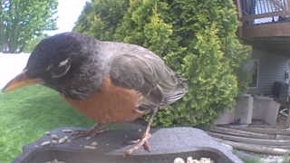 american robin