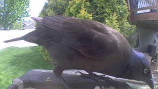 common grackle