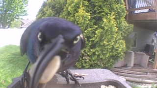 common grackle
