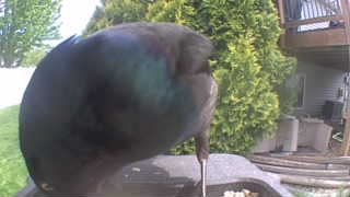glossy ibis