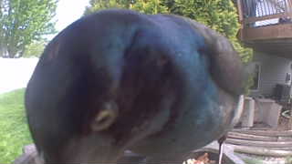 common grackle