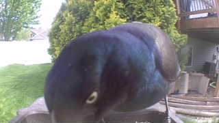 common grackle