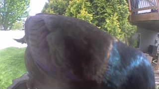 common grackle