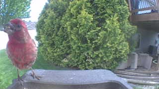house finch