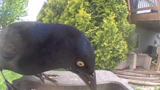 common grackle