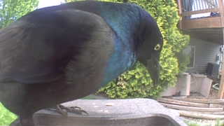 common grackle