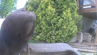 american crow