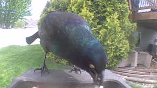 common grackle