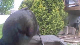 common grackle