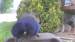 common grackle