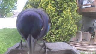 common grackle