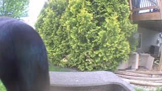 common grackle