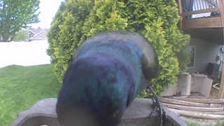 common grackle