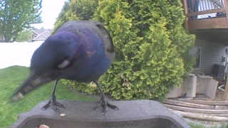common grackle