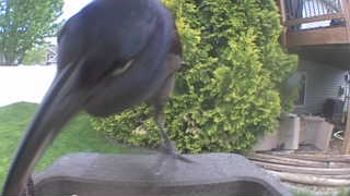 common grackle