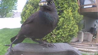 common grackle