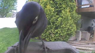 common grackle