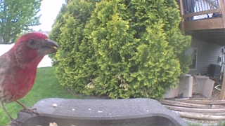 house finch