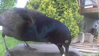 common grackle