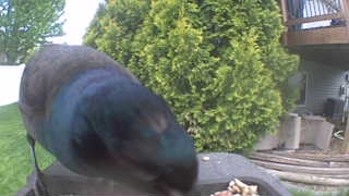 common grackle