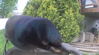 common grackle