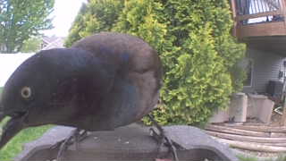 common grackle