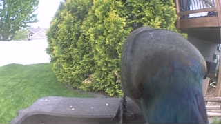 common grackle