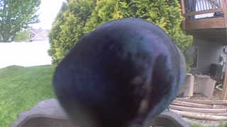 common grackle