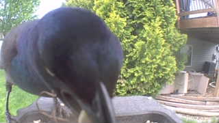 common grackle