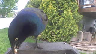 common grackle