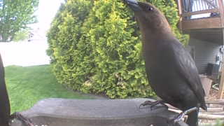 common grackle