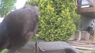 common grackle