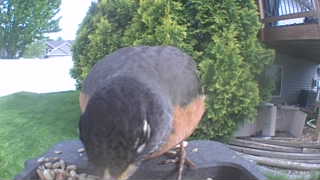 american robin