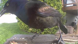 common grackle
