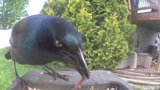 common grackle