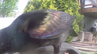 common grackle