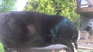 common grackle